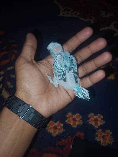 Australian baby parrot