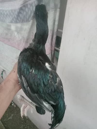 4 mushka lasani pathy.