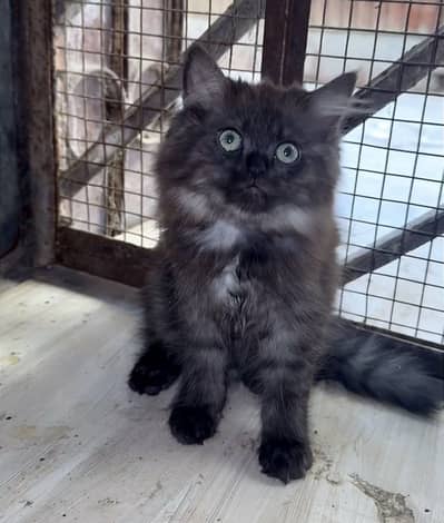 Persian kitten