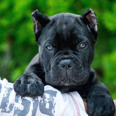 cane corso male puppy