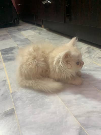 Persian Triple Coated Fawn Colour Kitten For Sale