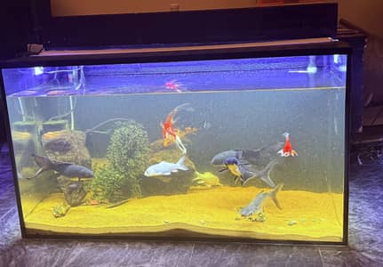 Fish Aquarium 2x3 Complete Setup with 10 Fish