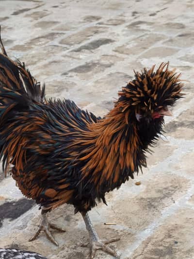 GOLDEN LACE FRIZZLE POLISH MALE