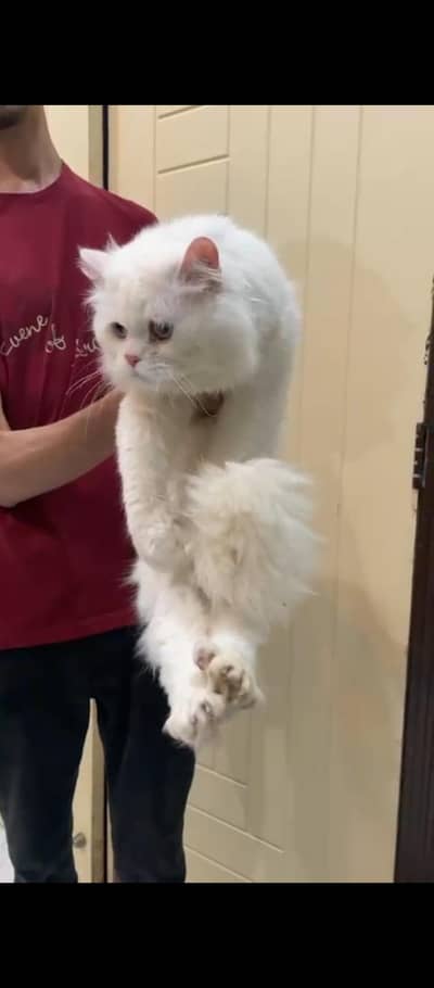 white Persian cat