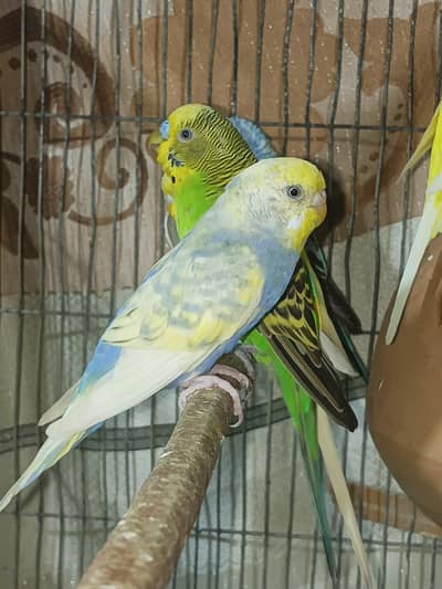 Complete Setup For Sale