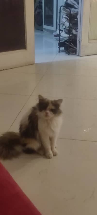Pure Persian , doll faced , breeder female cat. Very playful and litv