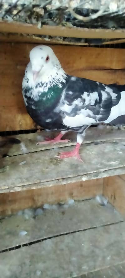 Goley Pigeon for sale