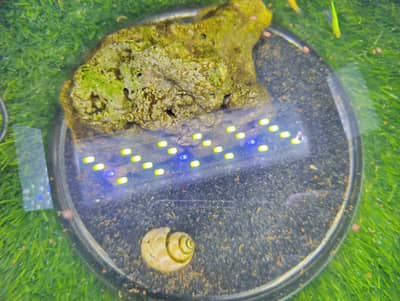 Imported Glass bowl fish equrium