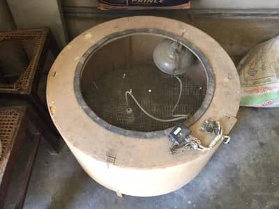 chicks broder for sale