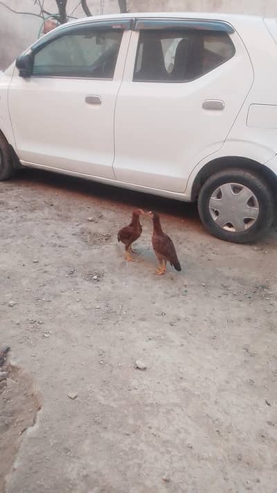 4 aseel pathy for sale