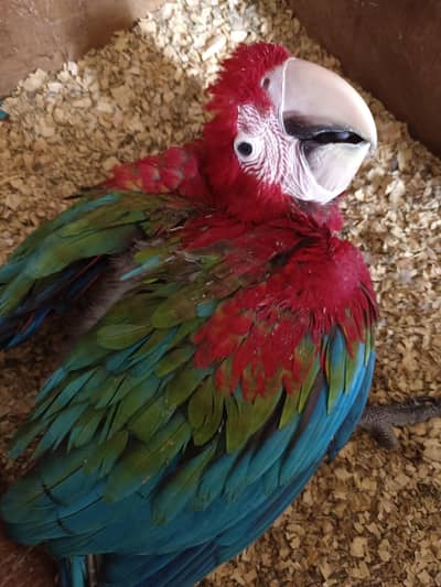 Green wing Macaw