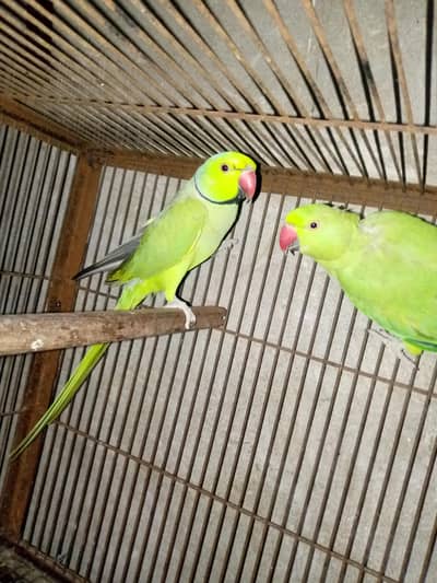 Breader pair 03143275503