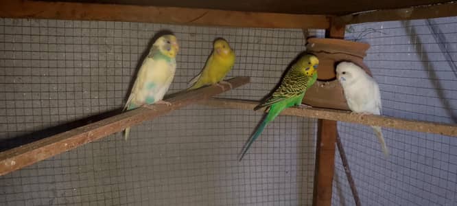 Gurrented breeder pair for sale