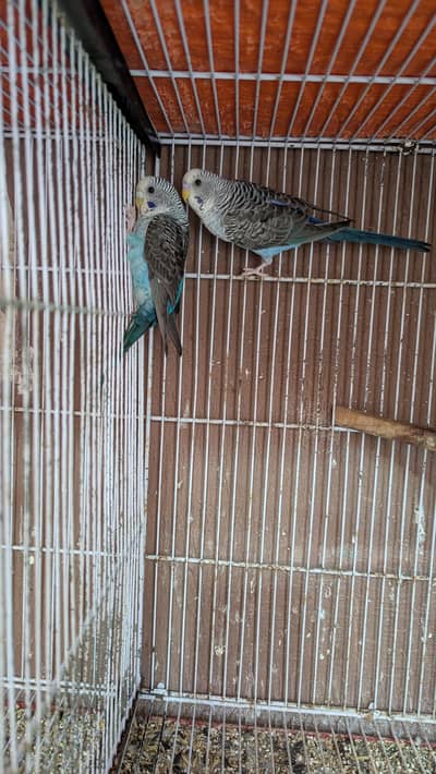 black wings (rear mutation)