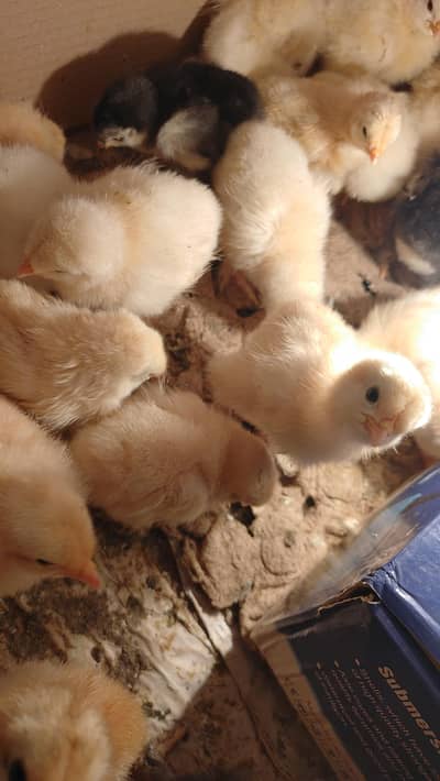 golden. white and black heavy Cochin