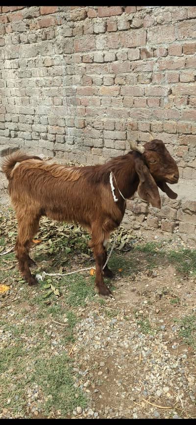 Donda Bakra For Sale