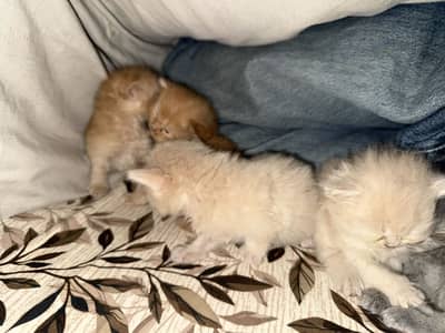 Persian kittens 15k