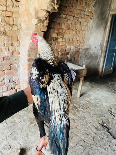 Asleep patha nisli mirage ha kamal is murga ha healthy ha