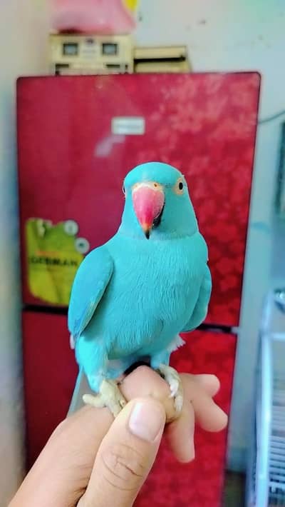 blue ringnick 03171482760