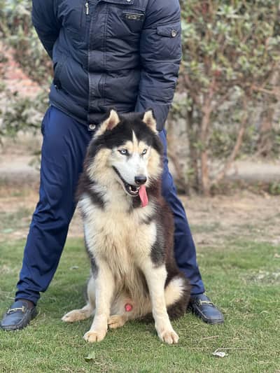 Siberian husky wooly coat||confirm stud male