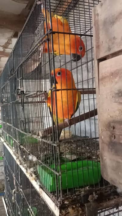 sun conure breeder pair
