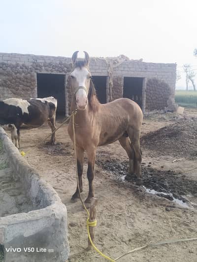 وچھیرہ فار سیل