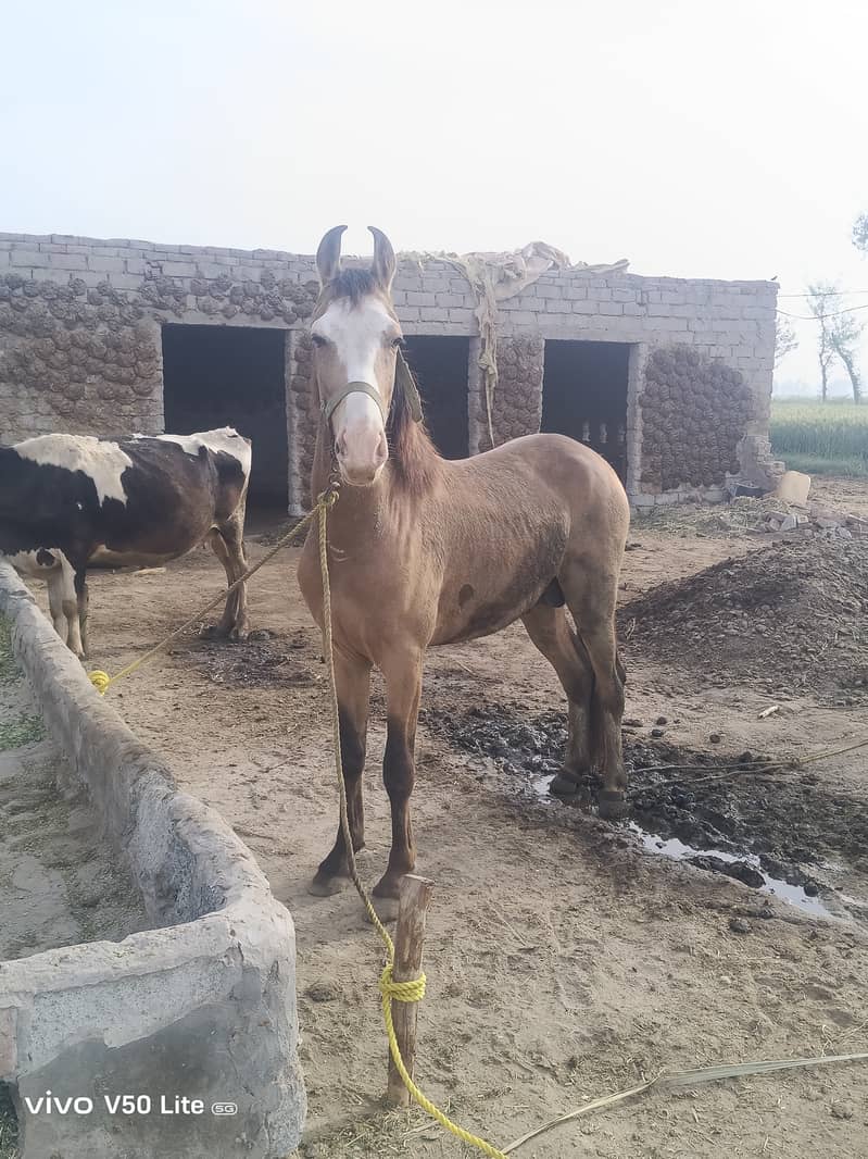 وچھیرہ فار سیل 0