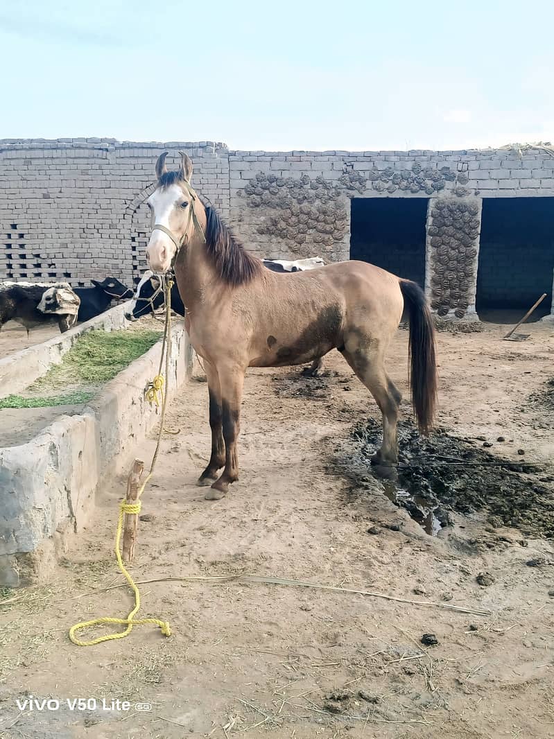 وچھیرہ فار سیل 1