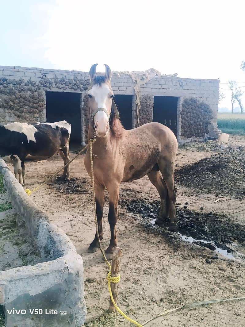 وچھیرہ فار سیل 2