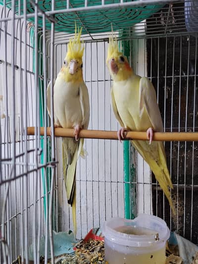 cocktail parrot pair ha beautiful Ghar ki breed ha hand tame nai ha