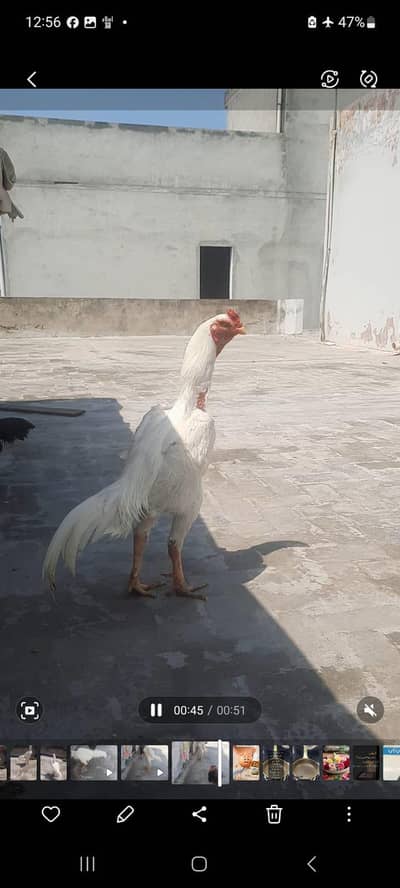 Beautiful Top Quality Paper White set and Shiny Pure Black Set