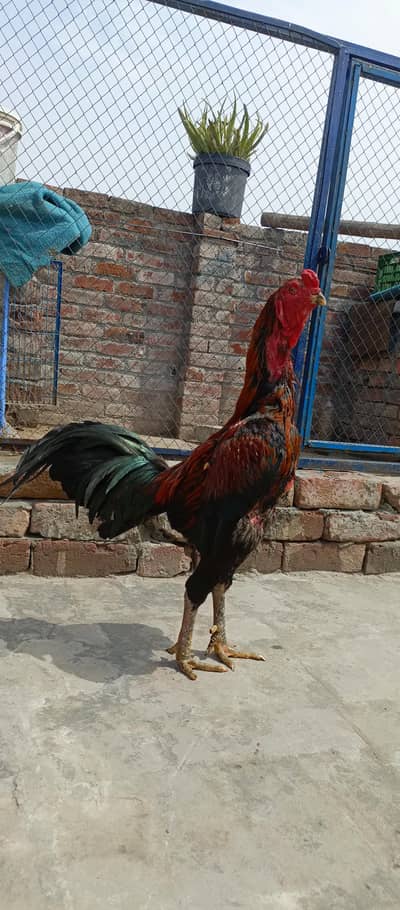 barmi pakoya only call 03244301415