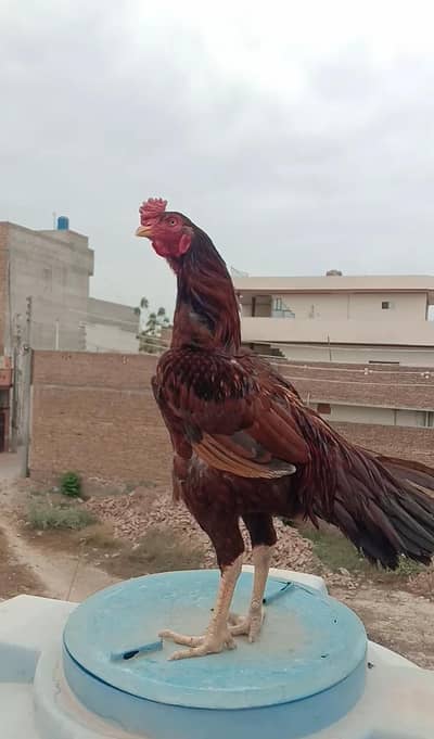 pela aseel breeder male  for sale