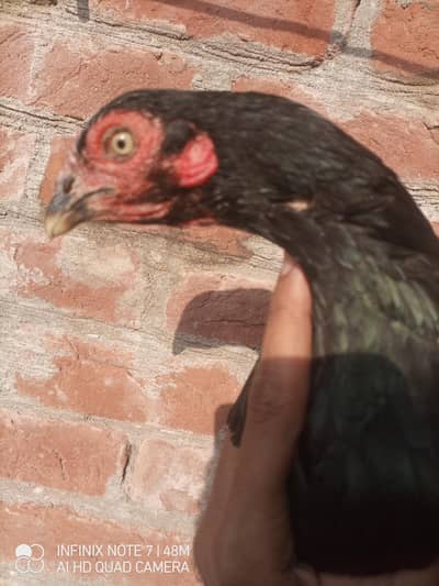 Aseel Mianwali Murgi zero size