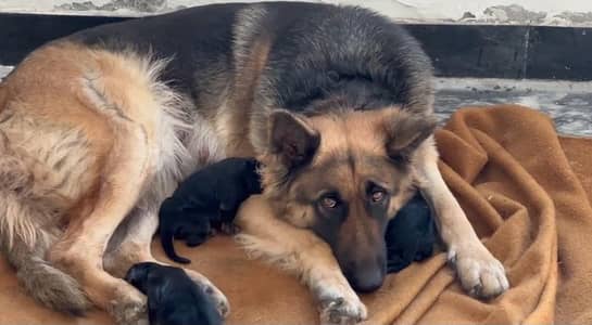 tripal cord puppies han jis ny b lyny hon rapata kr ly