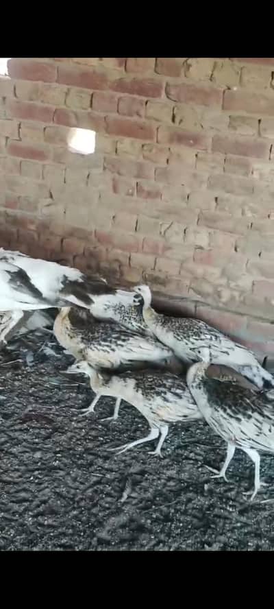 peacocks and eggs far sale