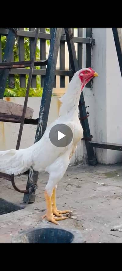 German shamo patha for sale