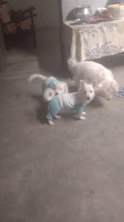 Russian dog /Russian puppy