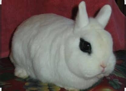 dwarf hotot  two female