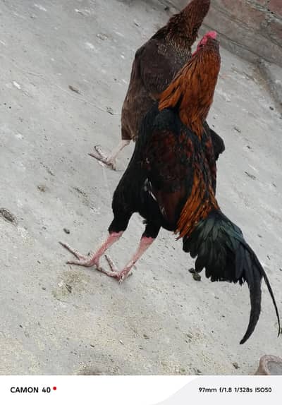 1 aseel murga ak aseel murgi aur 4 golden