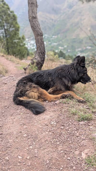 breeder German Shepherd female
