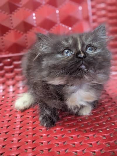 Persian Kittens