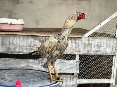 Aseel male white and black