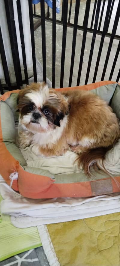 Bohat hi loving hai full active and healthy