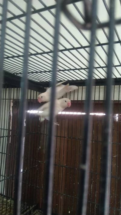 Albino black eye breeder pairs