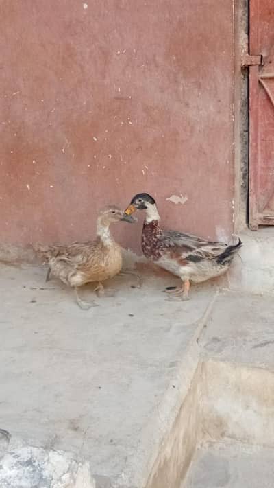 03702794087 WhatsApp number ha