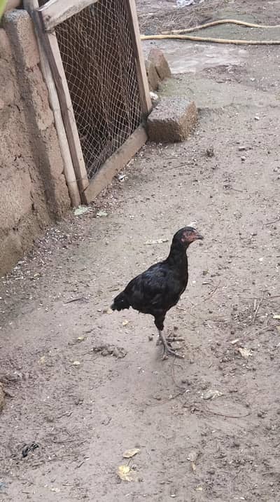 اصیل پٹھےمیل وفی میل فار سیل