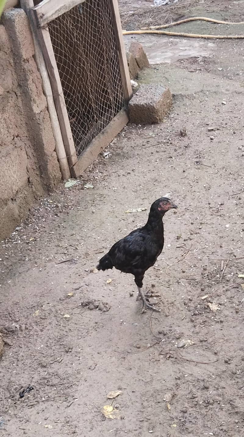 اصیل پٹھےمیل وفی میل فار سیل 0