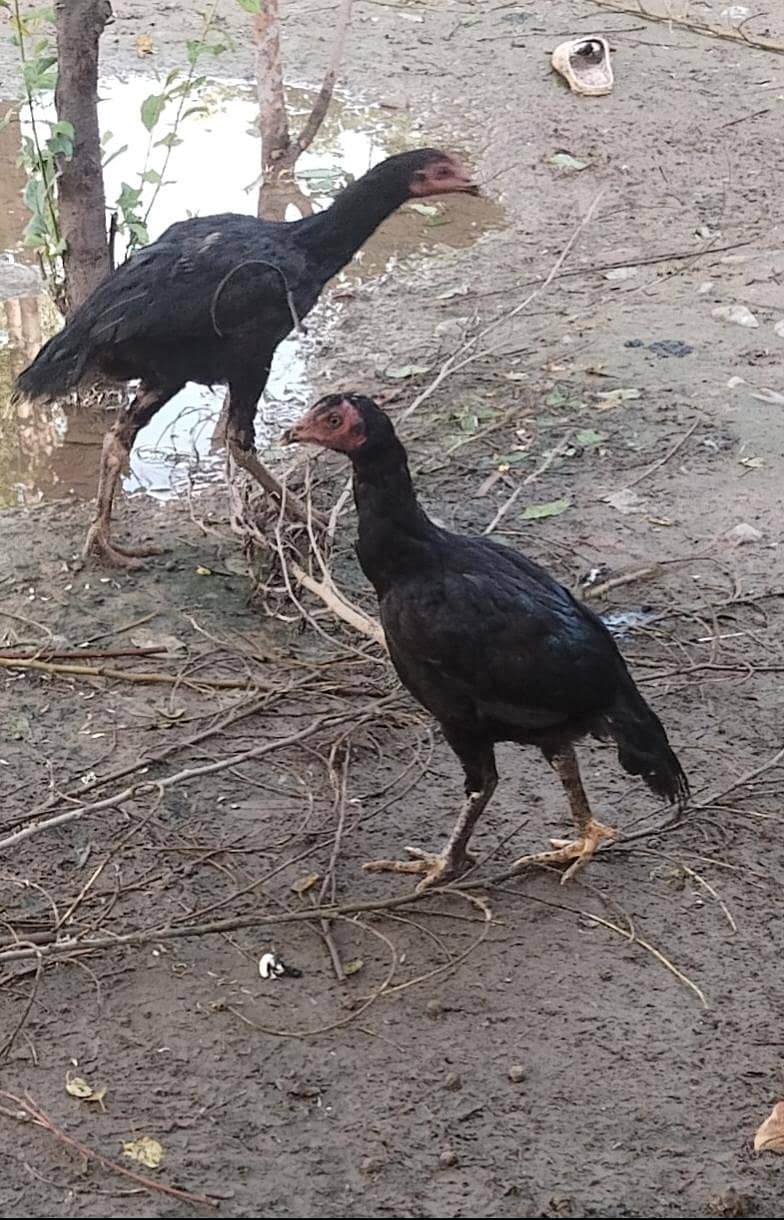 اصیل پٹھےمیل وفی میل فار سیل 1