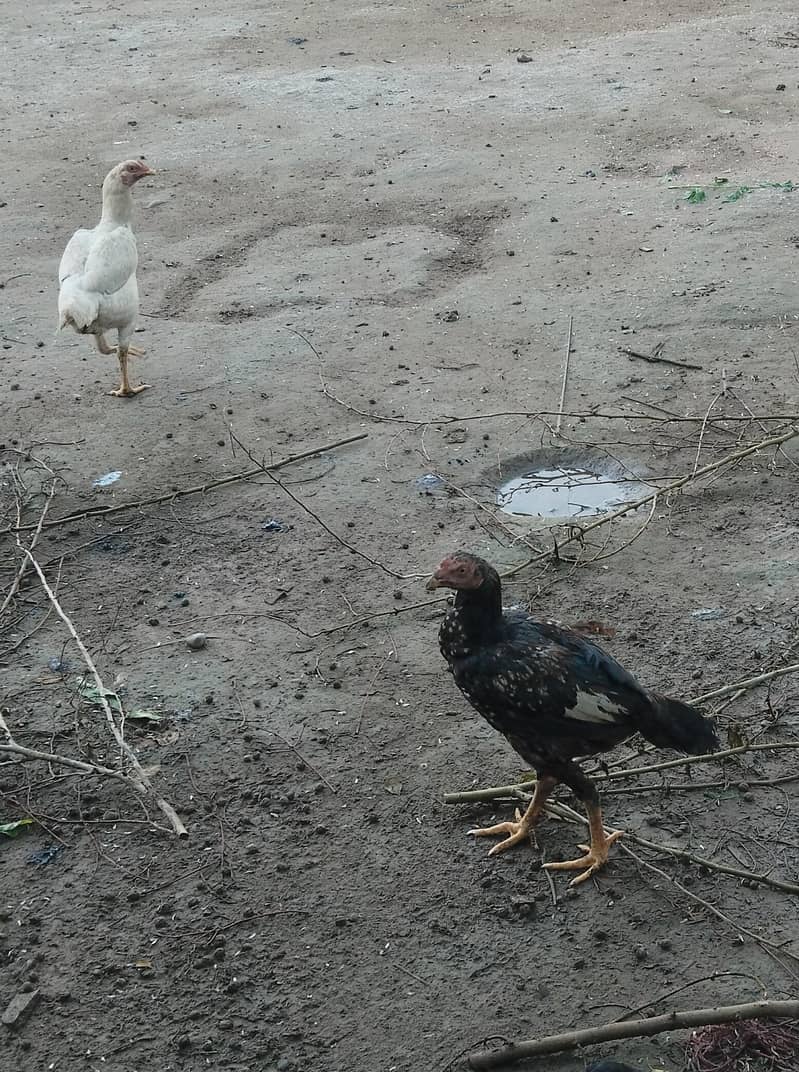 اصیل پٹھےمیل وفی میل فار سیل 2